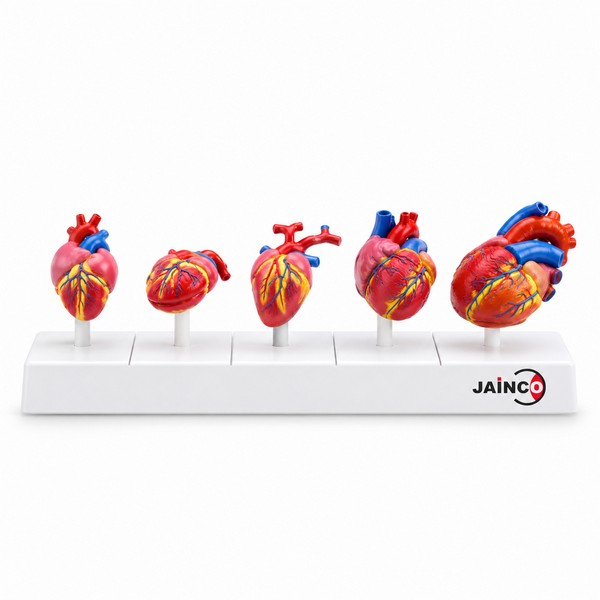 Comparison of the Heart in Vertebrates